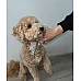 Комплект инструменти 8в1 за подстригване на кучета с Grooming ножица и гребен