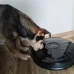Aвтоматична хранилка за куче и котка